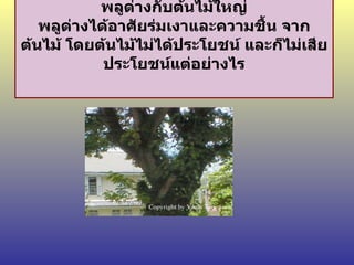 พลูด่างกับต้นไม้ใหญ่ พลูด่างได้อาศัยร่มเงาและความชื้น จากต้นไม้ โดยต้นไม้ไม่ได้ประโยชน์ และก็ไม่เสียประโยชน์แต่อย่างไร 