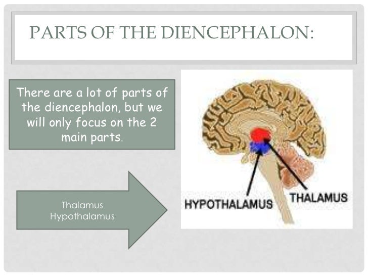 21. brain stem and diencephalon