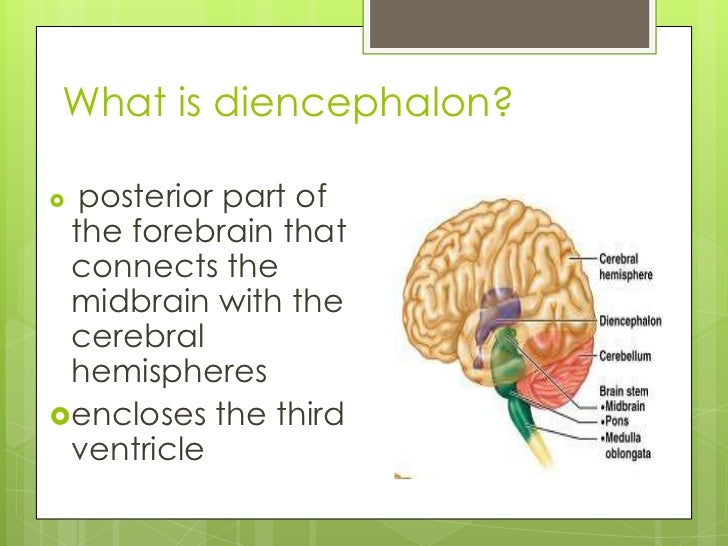 21. brain stem and diencephalon