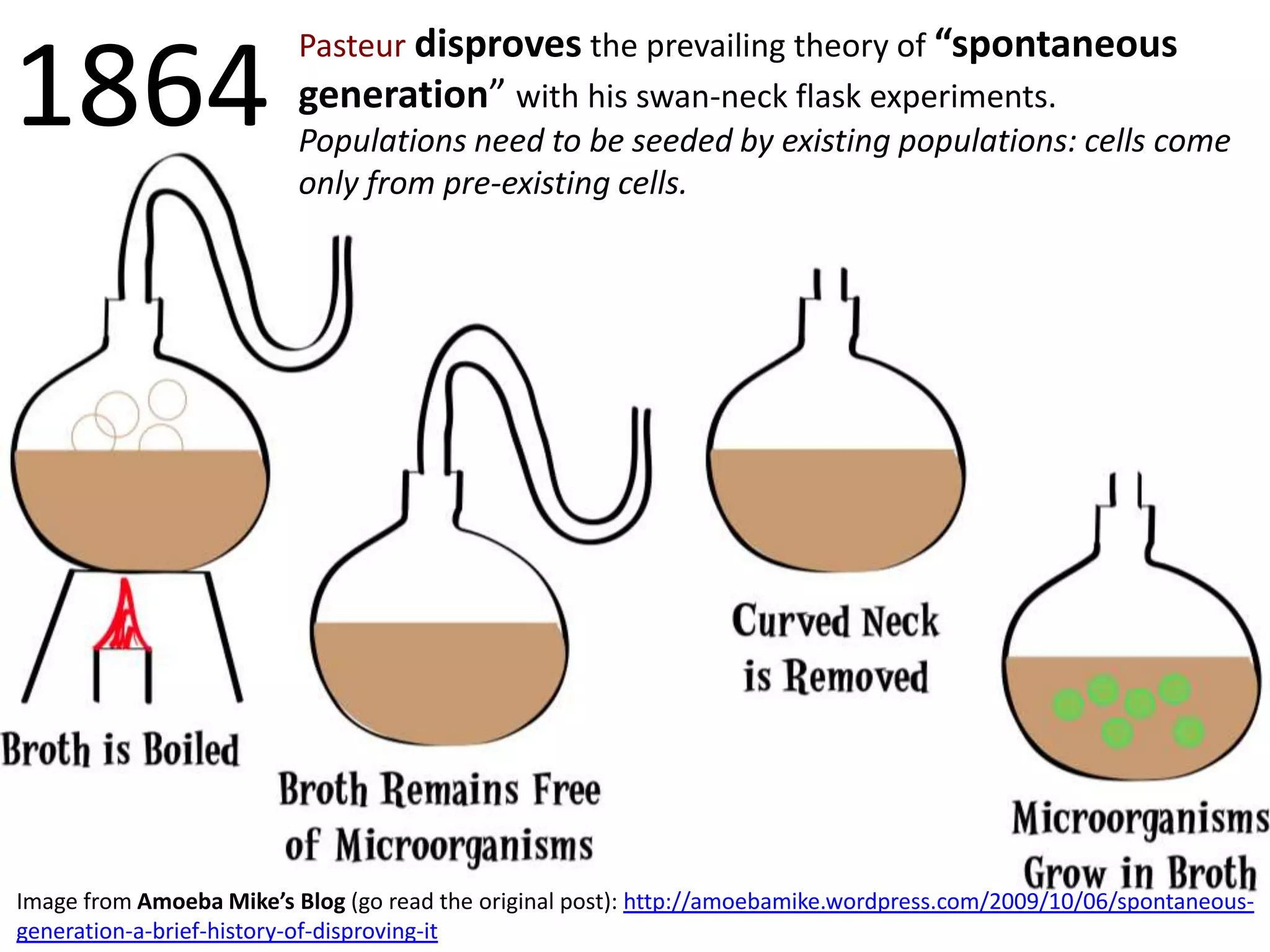 1864

Pasteur disproves the prevailing theory of “spontaneous
generation” with his swan-neck flask experiments.
Populations need to be seeded by existing populations: cells come
only from pre-existing cells.

Image from Amoeba Mike’s Blog (go read the original post): http://amoebamike.wordpress.com/2009/10/06/spontaneousgeneration-a-brief-history-of-disproving-it

 