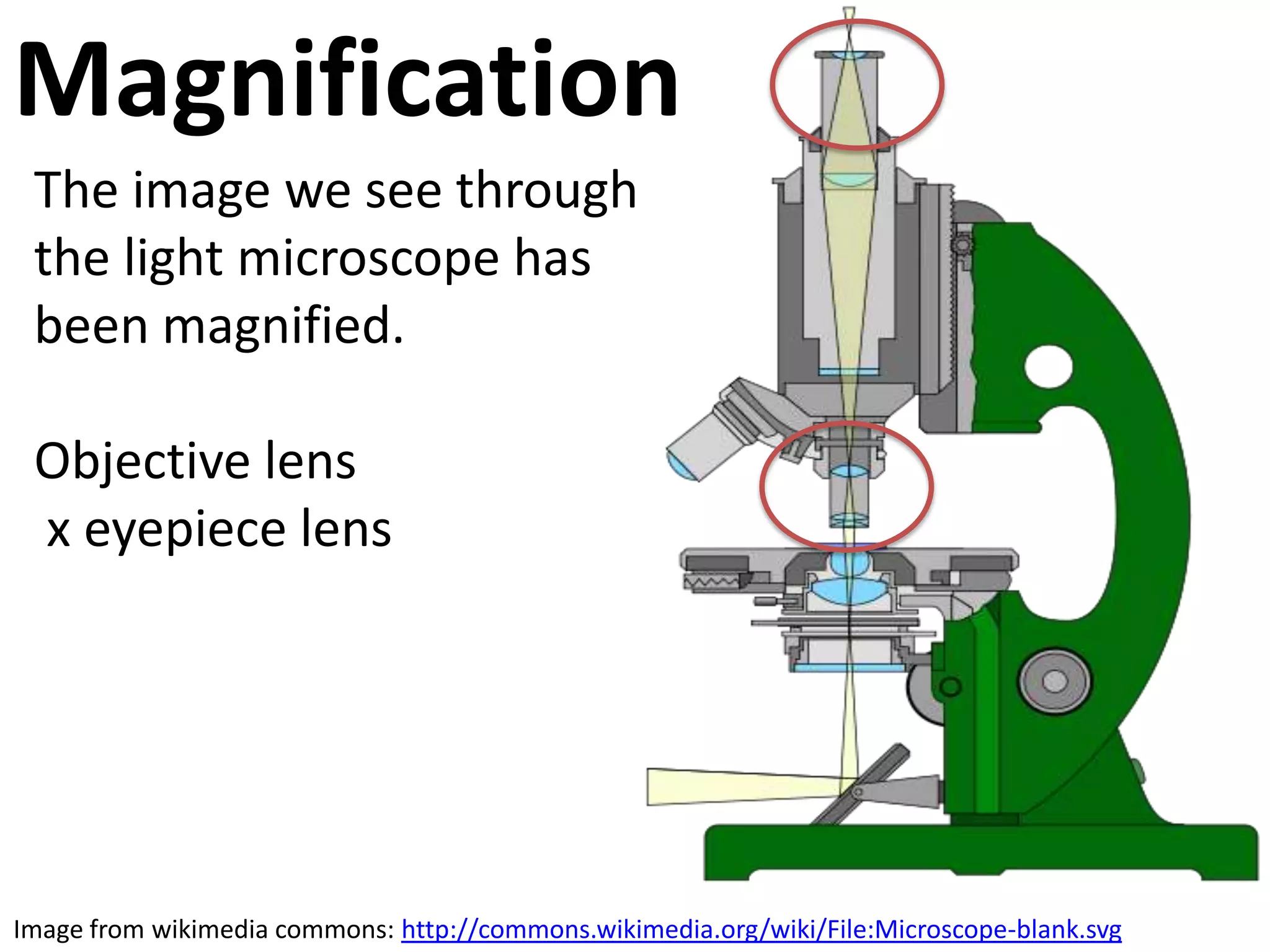 Magnification
The image we see through
the light microscope has
been magnified.
Objective lens
x eyepiece lens

Image from wikimedia commons: http://commons.wikimedia.org/wiki/File:Microscope-blank.svg

 