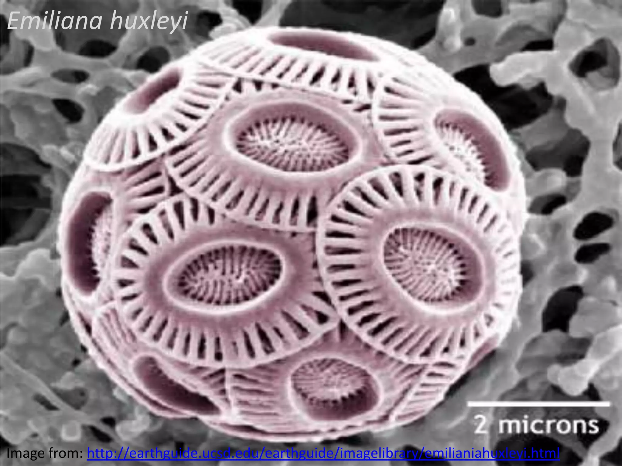 Emiliana huxleyi

Image from: http://earthguide.ucsd.edu/earthguide/imagelibrary/emilianiahuxleyi.html

 