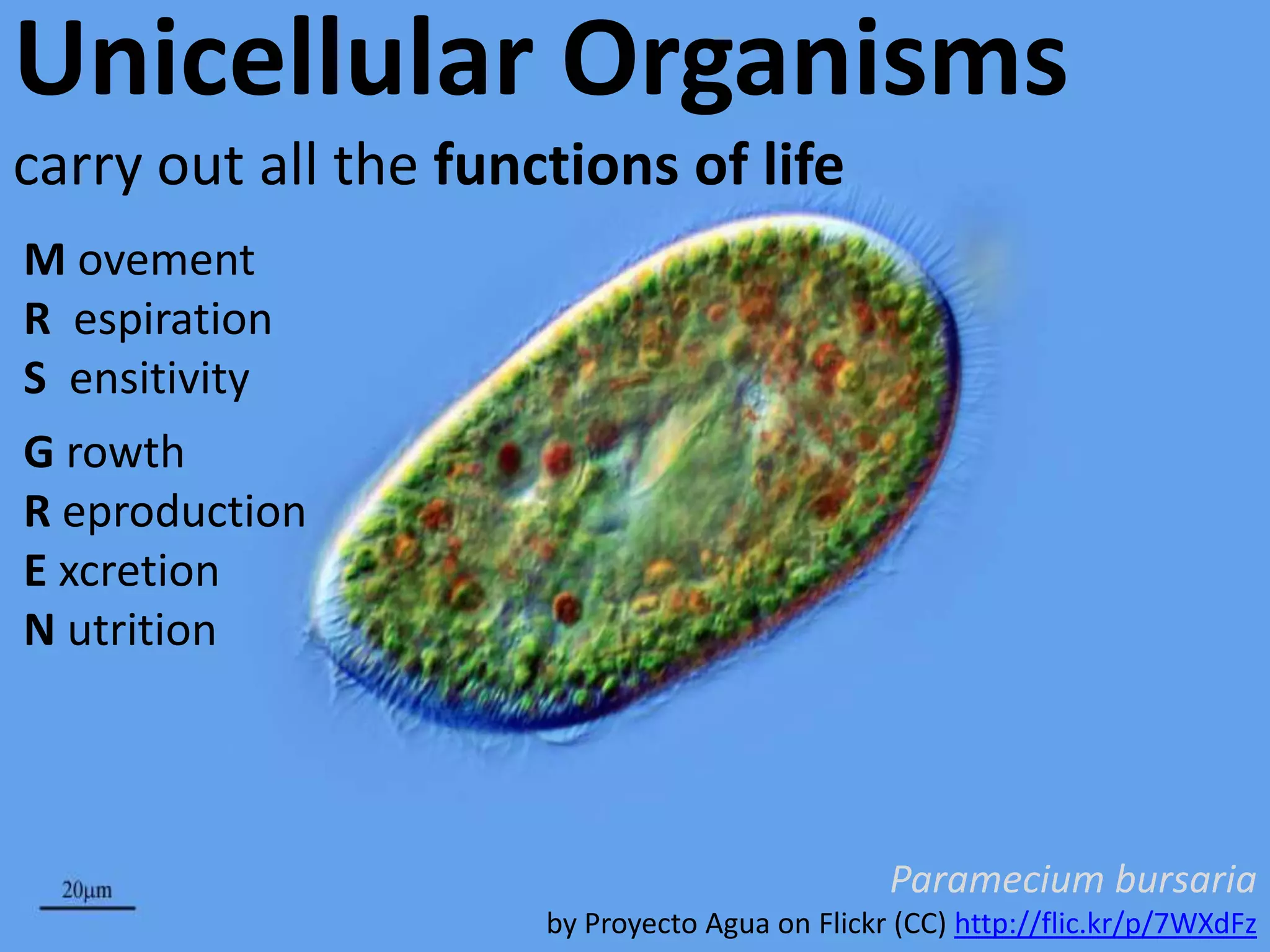 Unicellular Organisms
carry out all the functions of life
M ovement
R espiration
S ensitivity
G rowth
R eproduction
E xcretion
N utrition

Paramecium bursaria
by Proyecto Agua on Flickr (CC) http://flic.kr/p/7WXdFz

 