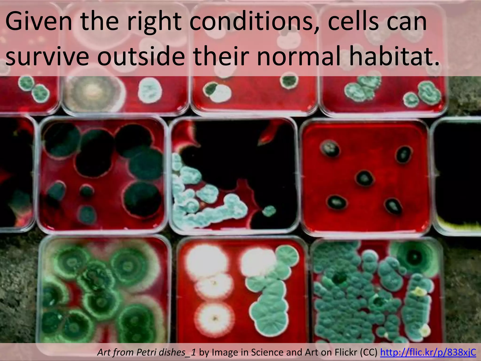 Given the right conditions, cells can
survive outside their normal habitat.

Art from Petri dishes_1 by Image in Science and Art on Flickr (CC) http://flic.kr/p/838xjC

 