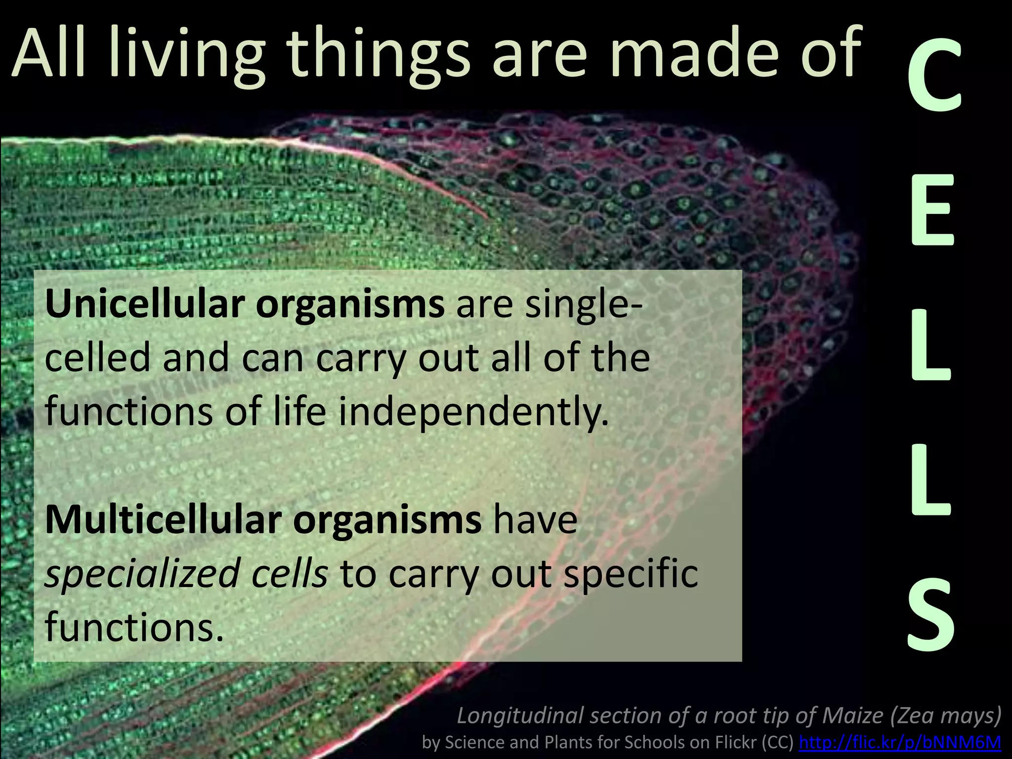 All living things are made of
Unicellular organisms are singlecelled and can carry out all of the
functions of life independently.
Multicellular organisms have
specialized cells to carry out specific
functions.

C
E
L
L
S

Longitudinal section of a root tip of Maize (Zea mays)
by Science and Plants for Schools on Flickr (CC) http://flic.kr/p/bNNM6M

 