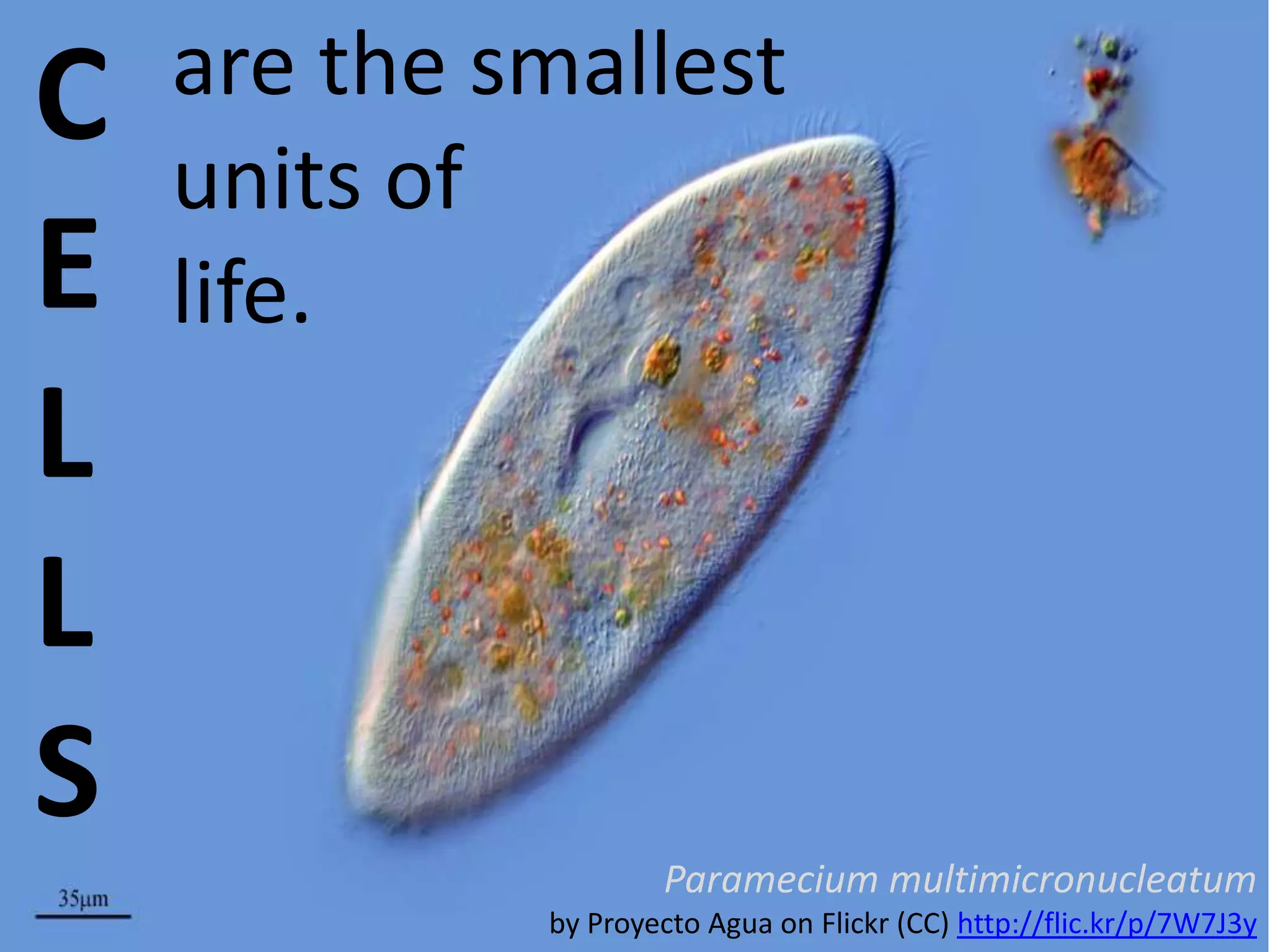 C
E
L
L
S

are the smallest
units of
life.

Paramecium multimicronucleatum
by Proyecto Agua on Flickr (CC) http://flic.kr/p/7W7J3y

 