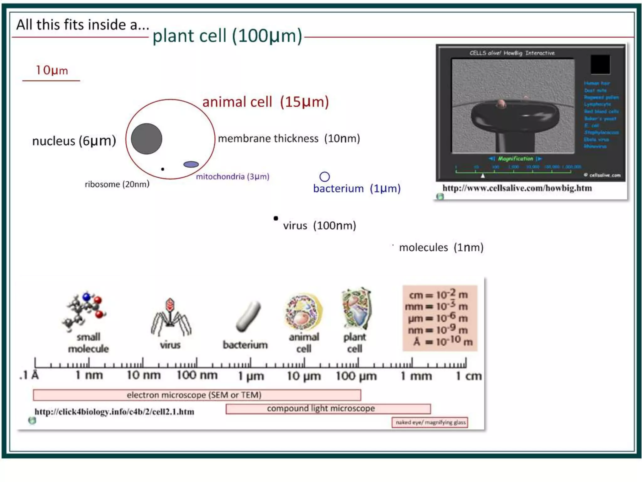 Scanning electron micrograph of
human sperm and egg cells.

5μm

Image from wikimedia commons http://en.wikipedia.org/wiki/Spermatozoon

 