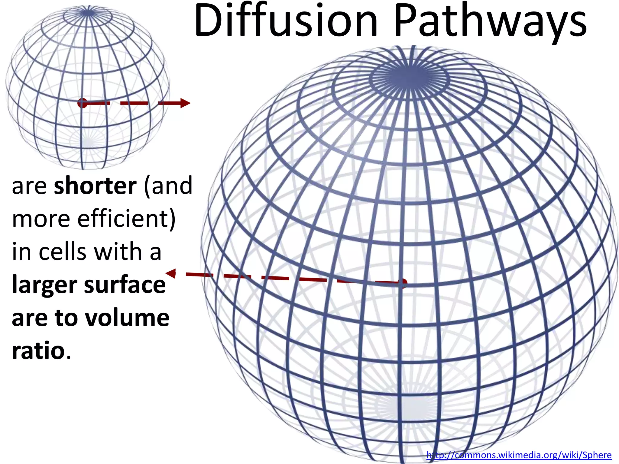 As the cell gets larger…

http://commons.wikimedia.org/wiki/Sphere

 