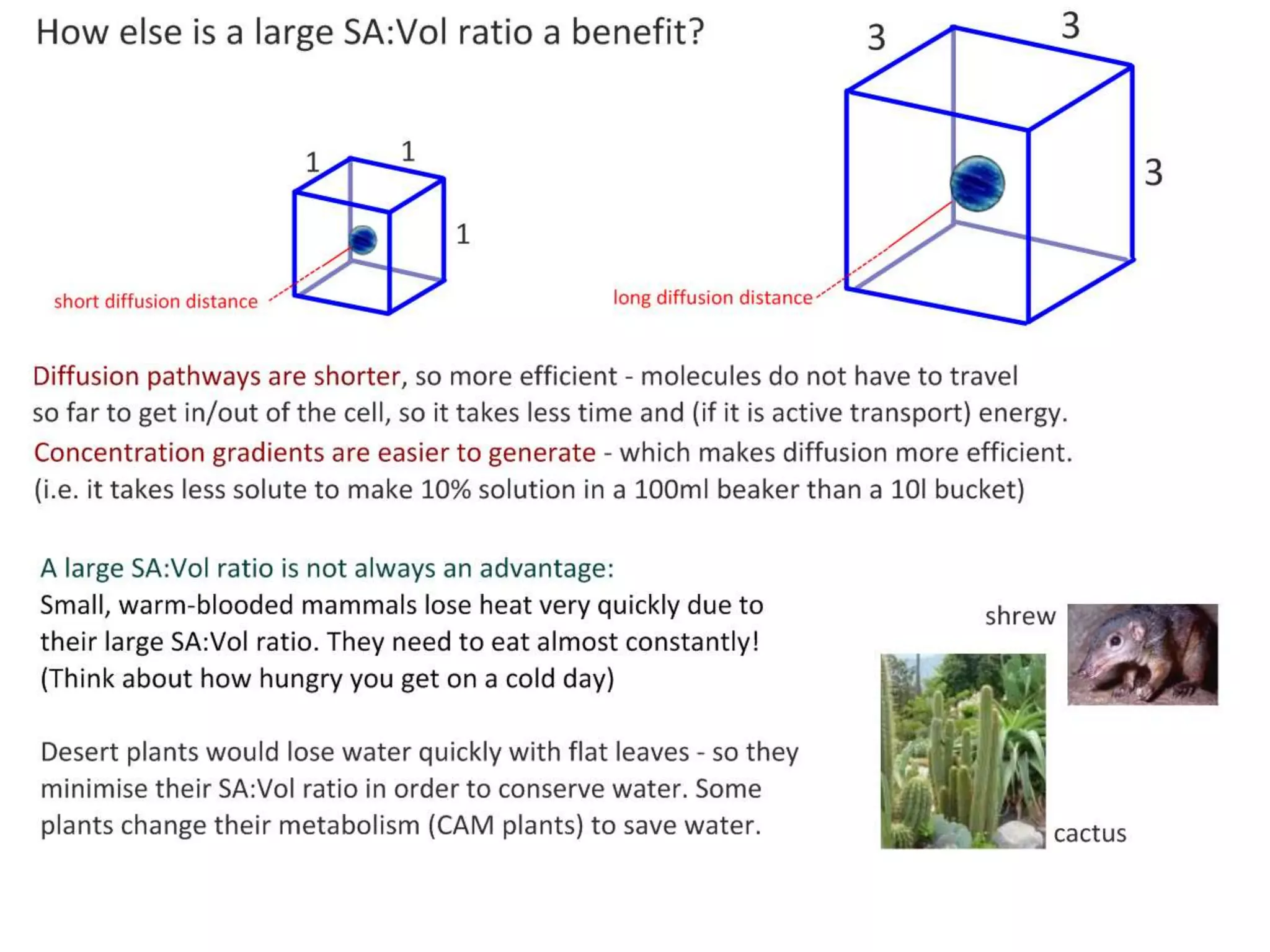 As the cell gets larger…
…the surface area to
volume ratio
actually gets
smaller…
…so the
exchange
processes
become less
efficient with
increasing size.

http://commons.wikimedia.org/wiki/Sphere

 