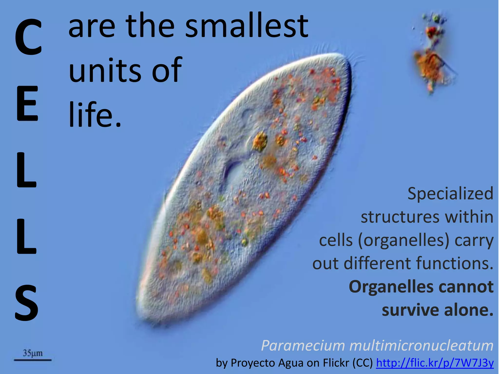C
E
L
L
S

are the smallest
units of
life.
Specialized
structures within
cells (organelles) carry
out different functions.
Organelles cannot
survive alone.
Paramecium multimicronucleatum
by Proyecto Agua on Flickr (CC) http://flic.kr/p/7W7J3y

 