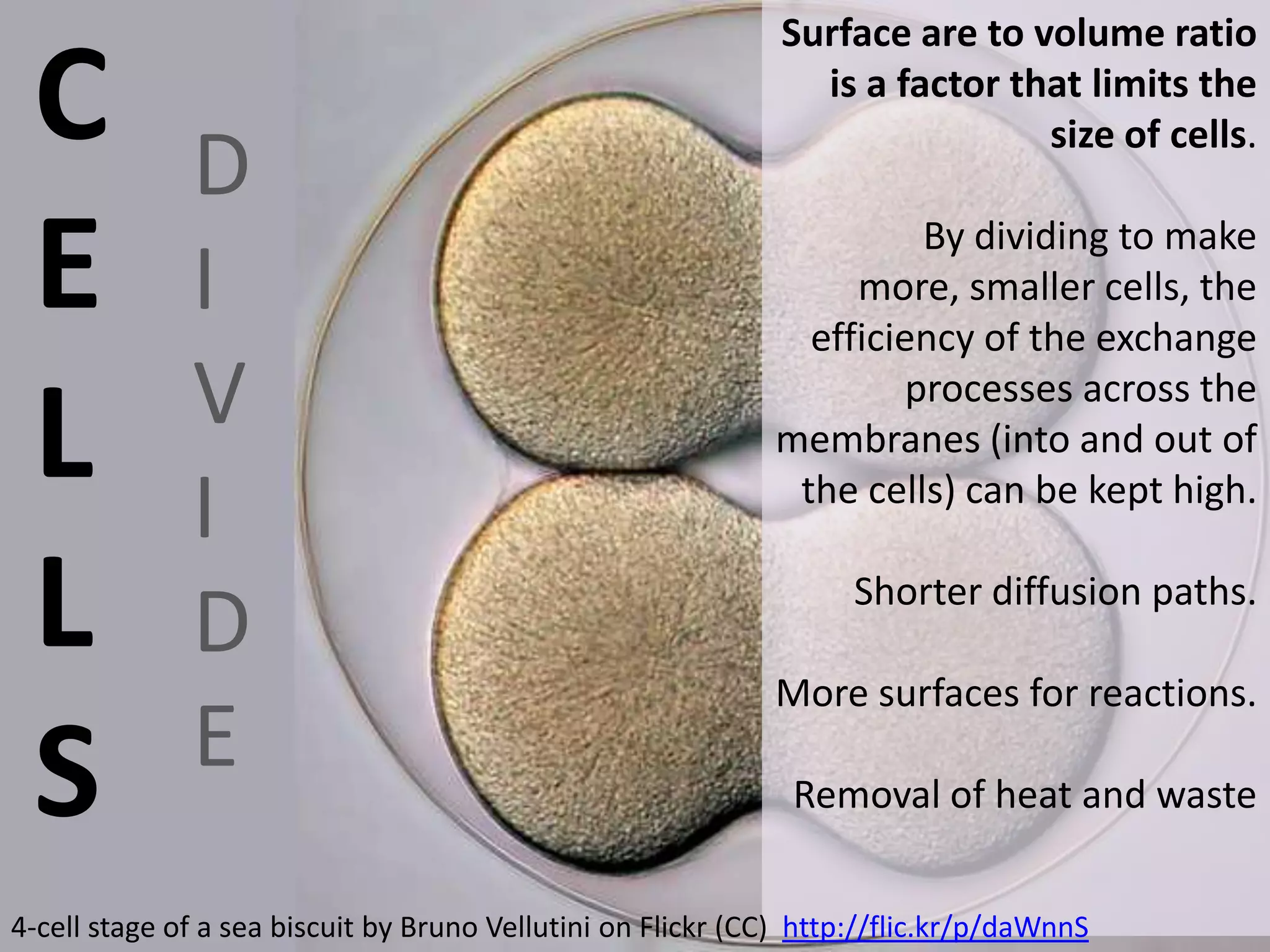 Diffusion Pathways
are shorter (and
more efficient)
in
with a larger
surface are to
volume ratio.

http://commons.wikimedia.org/wiki/Sphere

 