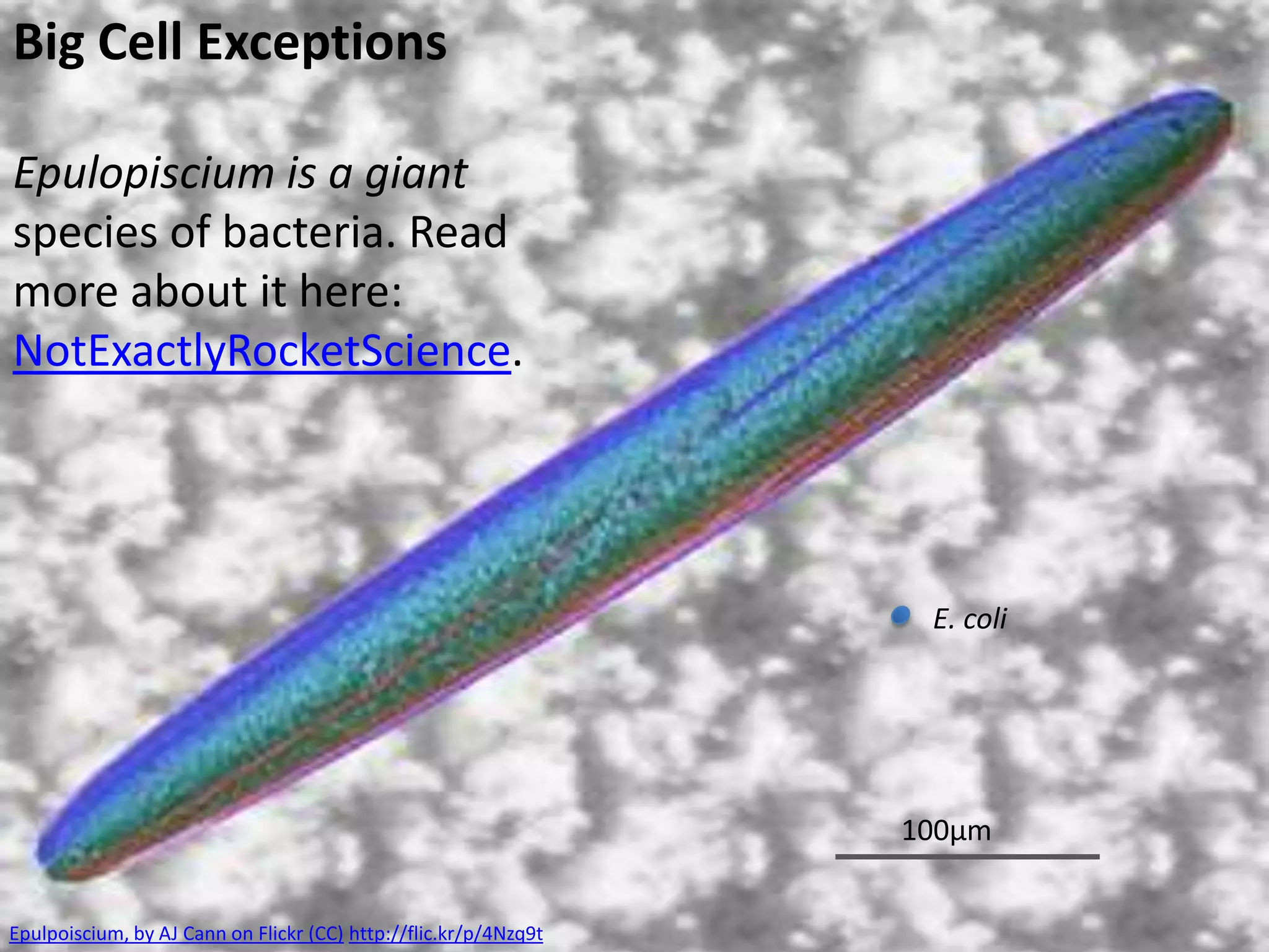 C
E
L
L
S

D
I
V
I
D
E

Surface are to volume ratio
is a factor that limits the
size of cells.
By dividing to make more,
smaller cells, the efficiency
of the exchange processes
across the membranes (into
and out of the cells) can be
kept high.
Shorter diffusion paths.
More surfaces for reactions.
Removal of heat and waste

4-cell stage of a sea biscuit by Bruno Vellutini on Flickr (CC) http://flic.kr/p/daWnnS

 
