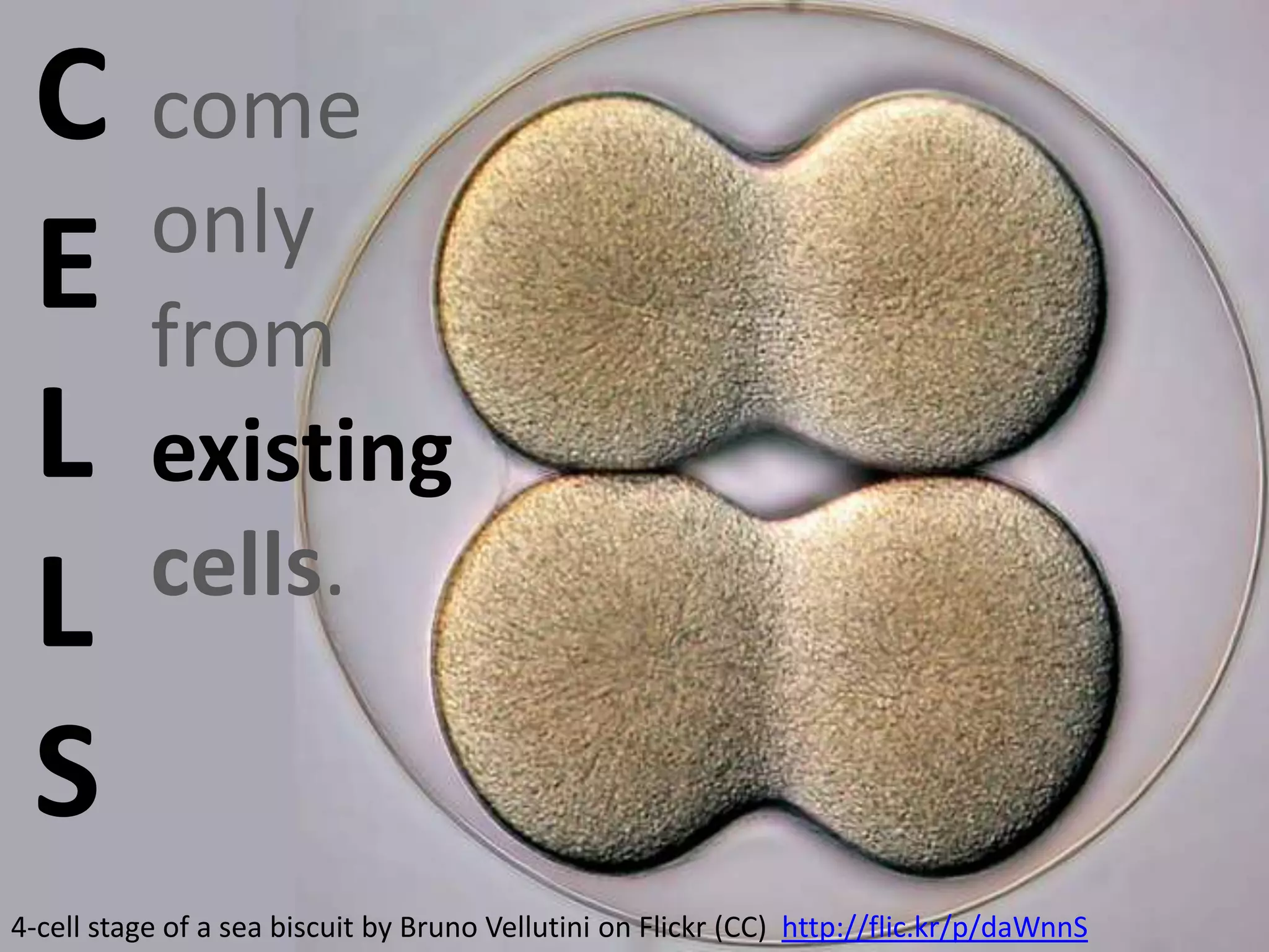 C come
only
E from
L existing
cells.
L
S
4-cell stage of a sea biscuit by Bruno Vellutini on Flickr (CC) http://flic.kr/p/daWnnS

 