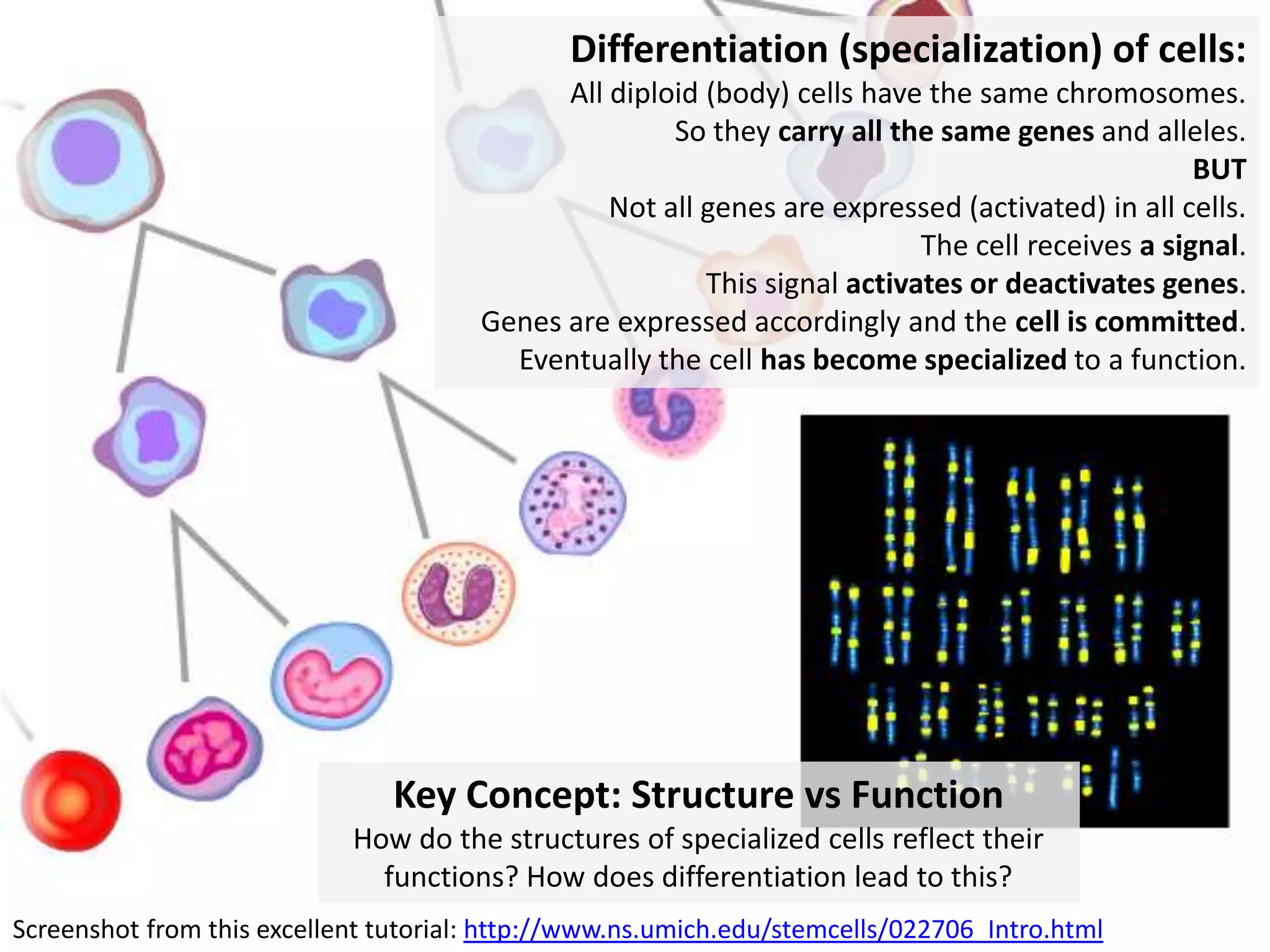 Stem Cells

A cluster of nascent retinae generated from 3D embryonic stem cell cultures, by UCL News on Flickr (CC): http://flic.kr/p/ffPBPT

 