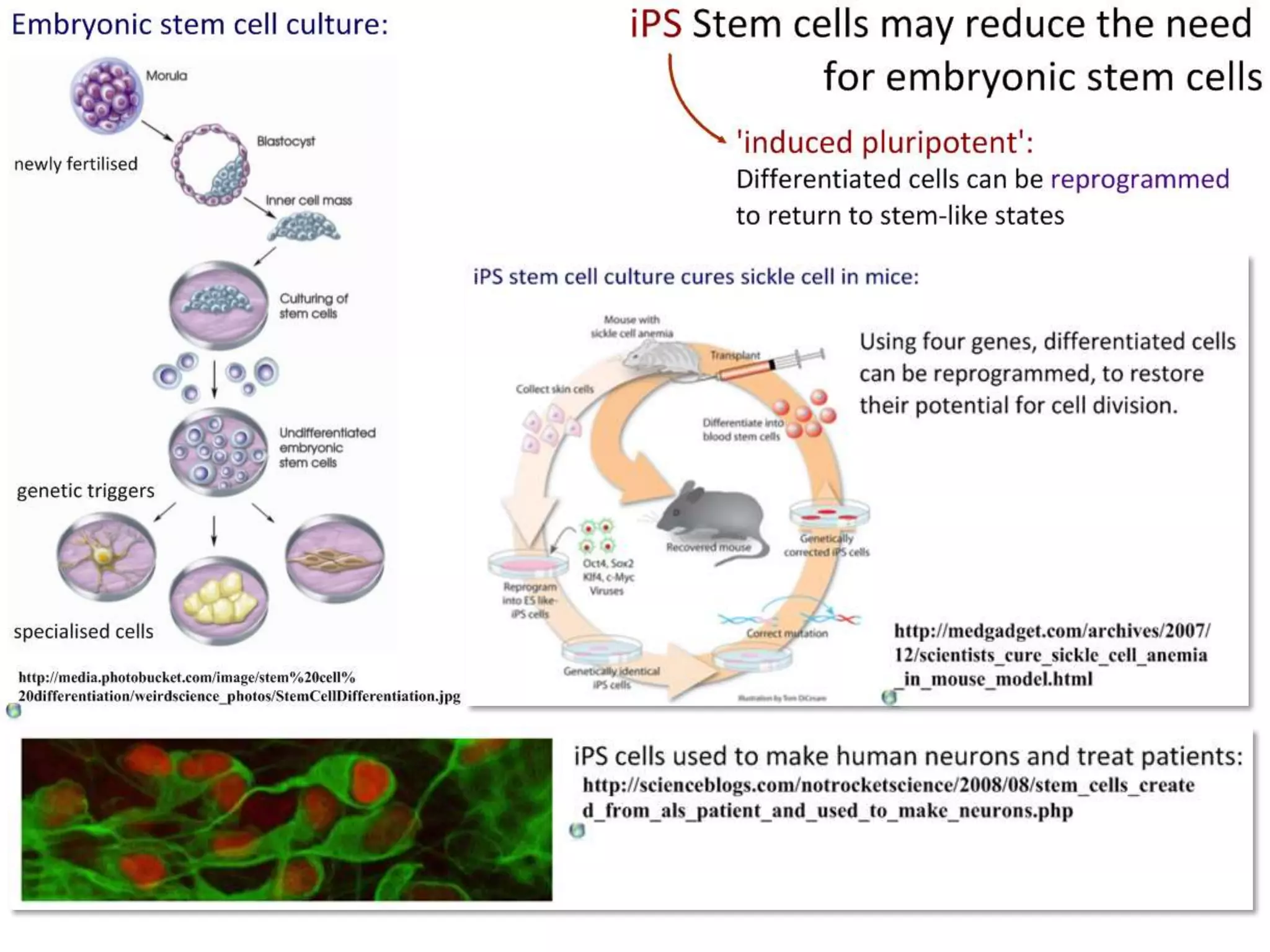 Stem Cells retain the capacity to divide and can
differentiate along divergent pathways.

By Fwfu at en.wikibooks [Public domain], from Wikimedia Commons
http://commons.wikimedia.org/wiki/File%3AStemcelldifferentiaion.jpg

 