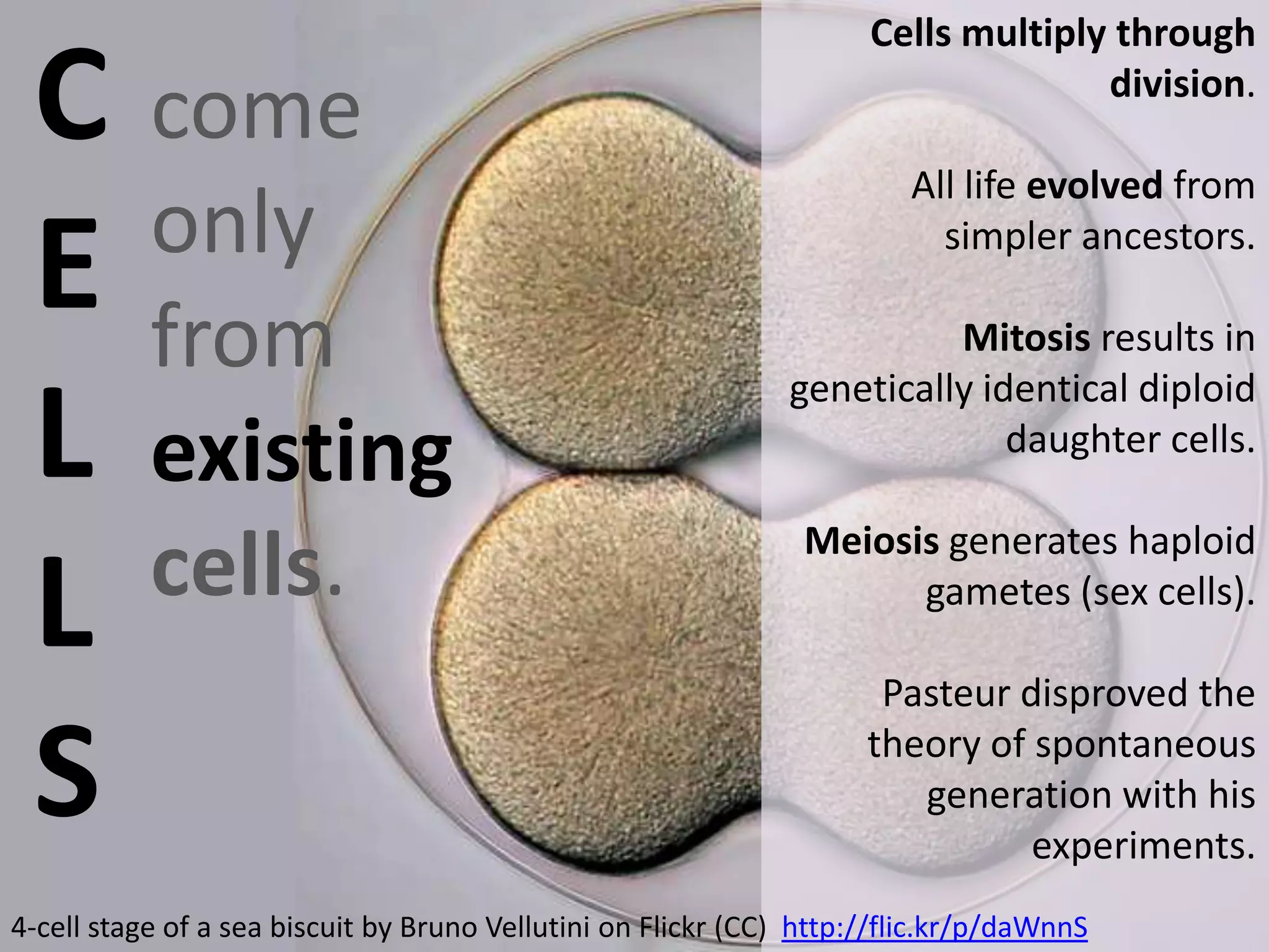C come
only
E from
L existing
cells.
L
S

Cells multiply through
division.
All life evolved from
simpler ancestors.

Mitosis results in
genetically identical diploid
daughter cells.
Meiosis generates haploid
gametes (sex cells).
Pasteur disproved the
theory of spontaneous
generation with his
experiments.

4-cell stage of a sea biscuit by Bruno Vellutini on Flickr (CC) http://flic.kr/p/daWnnS

 
