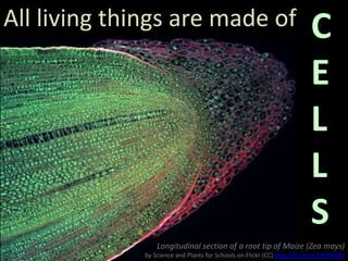 All living things are made of

C
E
L
L
S

Longitudinal section of a root tip of Maize (Zea mays)
by Science and Plants for...