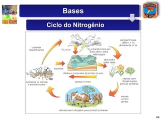 Bases Ciclo do Nitrogênio 
