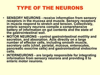 TYPE OF THE NEURONS SENSORY NEURONS - receive information from sensory receptors in the mucosa and muscle. Sensory receptors in muscle respond to stretch and tension. Collectively, enteric sensory neurons compile a comprehensive battery of information on gut contents and the state of the gastrointestinal wall.  MOTOR NEURONS - control gastrointestinal motility and secretion, and absorption. Acts directly on a large number of effector cells, including smooth muscle, secretory cells (chief, parietal, mucous, enterocytes, pancreatic exocrine cells) and gastrointestinal endocrine cells. INTERNEURONS - are largely responsible for integrating information from sensory neurons and providing it to enteric motor neurons. 