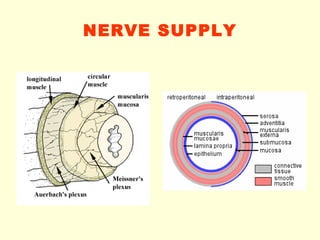 NERVE SUPPLY 