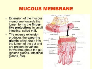MUCOUS MEMBRANE Extension of the mucous membrane towards the lumen forms the  finger-like projections  in small intestine, called  villi.   The reverse extension produces the  exocrine glands  which drain into the lumen of the gut and are present in various forms throughout the gut, (gastric glands, intestinal glands, etc). 