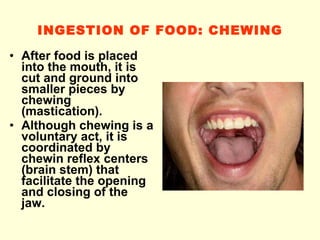 INGESTION OF FOOD :  CHEWING After food is placed into the mouth, it is cut and ground into smaller pieces by chewing (mastication). Although chewing is a voluntary act, it is coordinated by chewin   reflex centers  ( brain stem )  that facilitate the opening and closing of the jaw. 