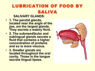 LUBRICATION OF FOOD BY SALIVA SALIVARY GLANDS: 1. The parotid glands, located near the angle of the jaw, are the largest glands. They secrete a watery fluid. 2. The submandibular and sublingual glands secrete a fluid that contains a higher concentration of proteins and so is more viscous. 3. Smaller glands are located throughout the oral cavity. Those in the tongue secrete lingual lipase. 