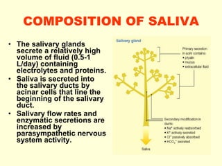 COMPOSITION OF SALIVA The salivary glands secrete a relatively high volume of fluid (0.5-1 L/day) containing electrolytes and proteins.  Saliva is secreted into the salivary ducts by acinar cells that line the beginning of the salivary duct.  Salivary flow rates and enzymatic secretions are increased by parasympathetic nervous system activity. 