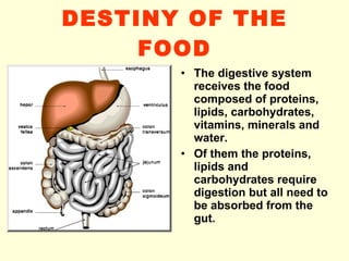 DESTINY OF THE FOOD The digestive system receives the food composed of proteins, lipids, carbohydrates, vitamins, minerals and water. Of them the proteins, lipids and carbohydrates require digestion but all need to be absorbed from the gut. 