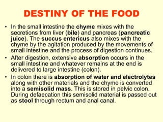 DESTINY OF THE FOOD In the small intestine the  chyme  mixes with the secretions from liver ( bile ) and pancreas ( pancreatic juice ). The  succus entericus  also mixes with the chyme by the agitation produced by the movements of small intestine and the process of digestion continues. After digestion, extensive  absorption  occurs in the small intestine and whatever remains at the end is delivered to large intestine (colon). In colon there is  absorption of water and electrolytes  along with other materials and the chyme is converted into a  semisolid mass . This is stored in pelvic colon. During defaecation this semisolid material is passed out as  stool  through rectum and anal canal. 