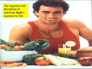 The ingestion and absorption of nutritious  food  is essential for life 