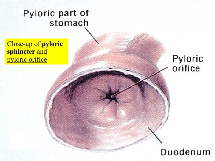 21 Digestive System #1