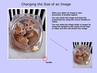 Changing the Size of an Image When you select an image in your document, 8 handles appear. You can resize the image and keep the proportions by using the corner handles to resize. You can make the image wider or longer by using the handles in the center of the tops or sides, but this will stretch the image. handle 