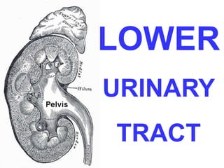 LOWER 
URINARY 
TRACT 
 