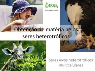 Prof. Ana Rita Rainho




Obtenção de matéria pelos
   seres heterotróficos



                 Seres vivos heterotróficos
                       multicelulares
 