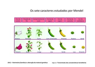 Os sete caracteres estudados por Mendel

            Cor da     Posição da     Comprimento do      Forma da         Cor da        Forma da            Cor do
            corola        flor            caule            vagem           vagem         semente           cotilédone




           Branca        Terminal          Curto         Com constrições       Amarela        Rugoso           Verde




           Púrpura         Axial           Longo              Lisa              Verde               Lisa     Amarelo




UN.2 – Património Genético e alteração do material genético      Cap.1.1– Transmissão das características hereditárias
 