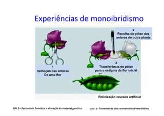 Experiências de monoibridismo
                                                                                                2
                                                                                      Recolha de pólen das
                                                                                     anteras de outra planta




                                                                               3
                            1                                       Transferência de pólen
                    Remoção das anteras                           para o estigma da flor inicial
                       De uma flor




                                                                     Polinização cruzada artificial


UN.2 – Património Genético e alteração do material genético   Cap.1.1– Transmissão das características hereditárias
 