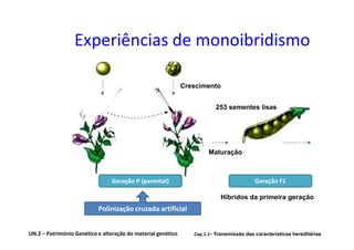 Experiências de monoibridismo

                                                              Crescimento


                                                                          253 sementes lisas




                                                                       Maturação



                                Geração P (parental)                                      Geração F1

                                                                            Híbridos da primeira geração
                           Polinização cruzada artificial


UN.2 – Património Genético e alteração do material genético      Cap.1.1– Transmissão das características hereditárias
 
