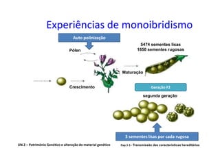 Experiências de monoibridismo
                                   Auto polinização
                                                                          5474 sementes lisas
                                Pólen                                    1850 sementes rugosas




                                                               Maturação


                                Crescimento                                       Geração F2

                                                                            segunda geração




                                                                 3 sementes lisas por cada rugosa
UN.2 – Património Genético e alteração do material genético   Cap.1.1– Transmissão das características hereditárias
 