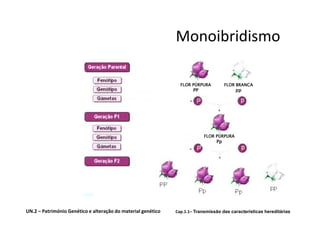 Monoibridismo

                                                                FLOR PÚRPURA         FLOR BRANCA
                                                                      PP                  pp




                                                                           FLOR PÚRPURA
                                                                                Pp




UN.2 – Património Genético e alteração do material genético   Cap.1.1– Transmissão das características hereditárias
 