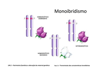 Monoibridismo
                                         HOMOZIGÓTICO
                                          DOMINANTE




                                                                                             HETEROZIGÓTICO




                                          HOMOZIGÓTICO
                                            RECESSIVO




UN.2 – Património Genético e alteração do material genético   Cap.1.1– Transmissão das características hereditárias
 