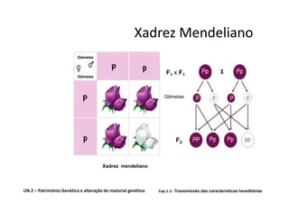 Xadrez Mendeliano
                          Gâmetas



                                                                 F1 x F1
                          Gâmetas




                                                                Gâmetas




                                                                      F2



                                      Xadrez mendeliano




UN.2 – Património Genético e alteração do material genético   Cap.1.1– Transmissão das características hereditárias
 