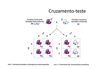 Cruzamento-teste
                          Fenótipo dominante                                            Fenótipo recessivo
                         Genótipo desconhecido                                          Genótipo conhecido




UN.2 – Património Genético e alteração do material genético   Cap.1.1– Transmissão das características hereditárias
 
