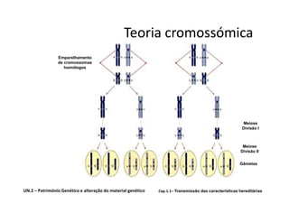 Teoria cromossómica
                Emparelhamento
                de cromossomas
                   homólogos




                                                                                                        Meiose
                                                                                                        Divisão I



                                                                                                        Meiose
                                                                                                       Divisão II


                                                                                                       Gâmetas




UN.2 – Património Genético e alteração do material genético   Cap.1.1– Transmissão das características hereditárias
 