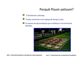 Porquê Pisum sativum?
                                É facilmente cultivada;
                               Produz sementes num espaço de tempo curto;
                              O número de descendentes por ervilheira é normalmente
                              elevado;




UN.2 – Património Genético e alteração do material genético   Cap.1.1– Transmissão das características hereditárias
 
