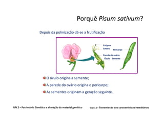 Porquê Pisum sativum?
                      Depois da polinização dá-se a frutificação


                                                                         Estigma
                                                                         Antera Pericarpo

                                                                         Parede do ovário
                                                                          Óvulo - Semente




                            O óvulo origina a semente;
                            A parede do ovário origina o pericarpo;
                            As sementes originam a geração seguinte.


UN.2 – Património Genético e alteração do material genético   Cap.1.1– Transmissão das características hereditárias
 