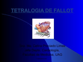 TETRALOGIA DE FALLOT Dra. Ma. Celina Preciado Limas Jefe Depto. Cardiología,  Facultad de Medicina, UAG CARDIO-UAG CARDIO-UAG 