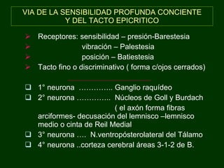 VIA DE LA SENSIBILIDAD PROFUNDA CONCIENTE Y DEL TACTO EPICRITICO Receptores: sensibilidad – presión-Barestesia vibración – Palestesia posición – Batiestesia Tacto fino o discriminativo ( forma c/ojos cerrados)  1° neurona  ………….. Ganglio raquídeo 2° neurona …………..  Núcleos de Goll y Burdach ( el axón forma fibras arciformes- decusación del lemnisco –lemnisco medio o cinta de Reil Medial 3° neurona ….  N.ventropósterolateral del Tálamo 4° neurona ..corteza cerebral áreas 3-1-2 de   B. 
