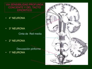 VIA SENSIBILIDAD PROFUNDA CONCIENTE Y DEL TACTO EPICRITICO 4° NEURONA 3° NEURONA Cinta de  Reil media   2° NEURONA Decusación piriforme 1° NEURONA 
