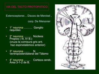 VIA DEL TACTO PROTOPATICO Exteroceptores .. Discos de Merckel ,  corp. De Meissner 1° neurona  ………  Ganglio raquídeo 2° neurona  ……..  Núcleos Propios ( III, IV B.) (cruza la comisura gris ant. haz espinotalámico anterior) 3° neurona  ……  N. ventropósterolateral del Tálamo 4° neurona  …….  Corteza cereb. Área 3-1-2 de B.  1 2 3 4 